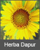 HerbaDapur